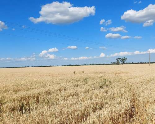 9105 Has SE Venden en Zona Moises Ville