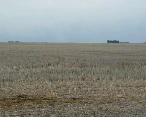 Coronel Dorrego, Buenos Aires - 1.748 Ha