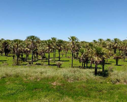 3200 Hectáreas en Departamento Pilcomayo Formosa