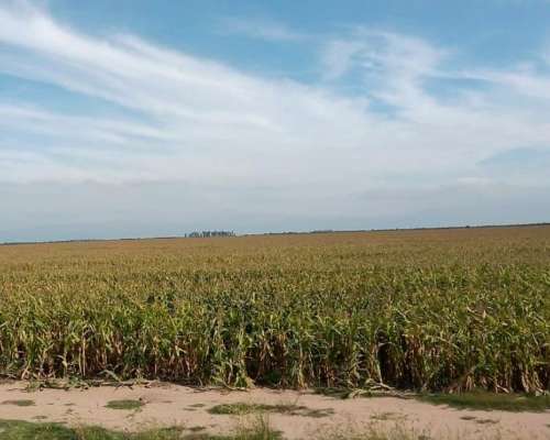 Venta Campo Mixto 687 Has. Zona Tostado (est. Pini) Santa FE