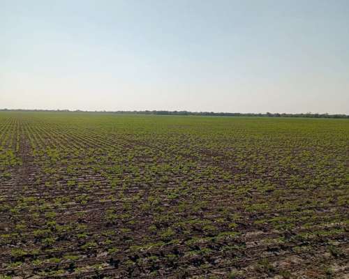 Campo Agricola en Venta 500 Has Santa Sylvina Chaco