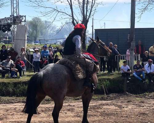 Caballo de Trabajo Mestizo