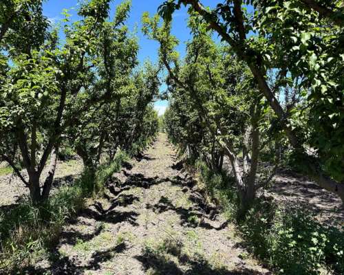 Finca 21.5 Ha en San Roque, Maipú