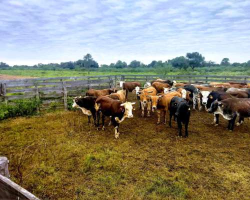 Vendo Campo en el Chaco Agricola -ganadero