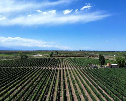 Finca con Viñedos de Alta Calidad - el Cepillo , Mendoza