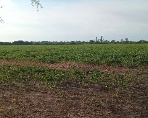 140 Ha Mixtas Excelente Campo Departamento Nogoyá