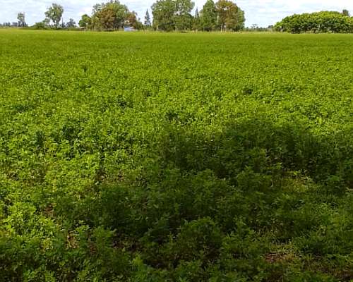 Vendo Fardos de 1ra Calidad en Abasto,la Plata