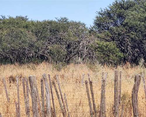 Villa Mercedes SUR 300 Has