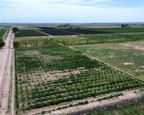 Finca 45ha Chapanay, Dos Pozos, Cultivos y Parte para Chacra