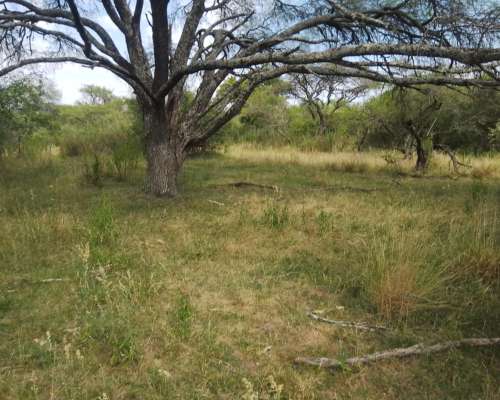 Arrendamiento Alquiler Campo Ganadero
