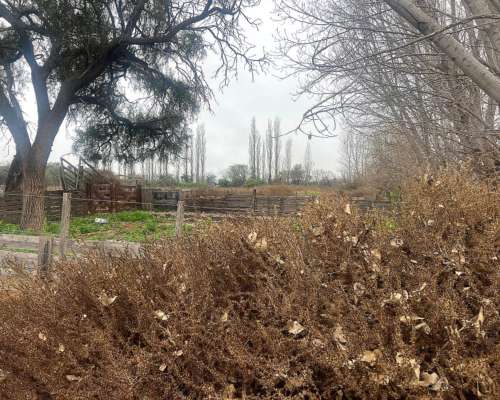 Campo para Vacas y Siembra de Asfalfa 1400 Hectáreas Mil DOL