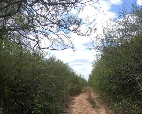 Cuchuy, Salta - 2700 Has