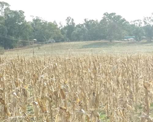 Vendo Campo Agricola en Monte