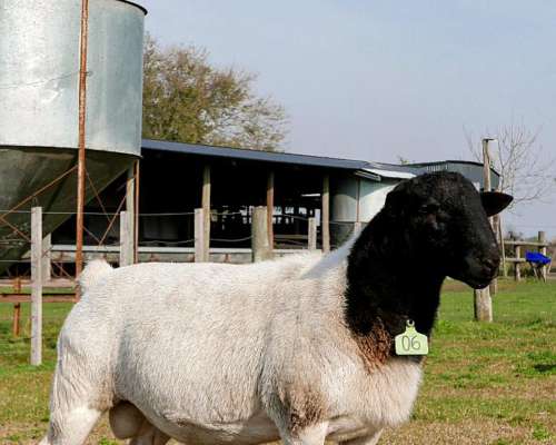 Dorper . Borregos y Carneros