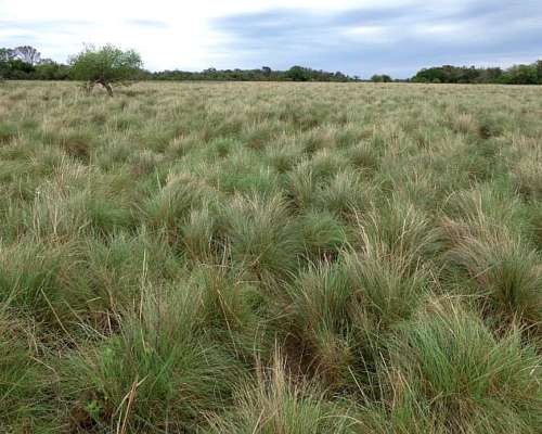 Vendo Campo en el Iberá 18.000 Has.