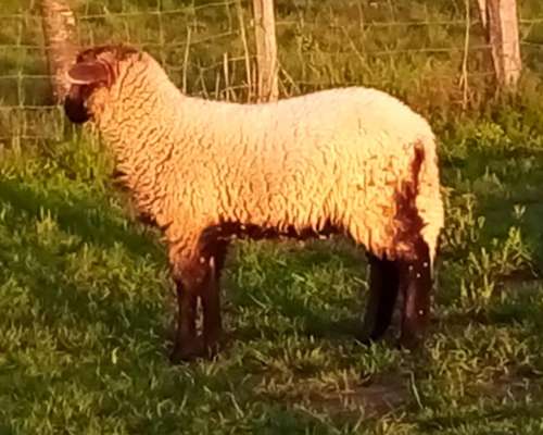 Carneros Corderos Reproductores y Consumo