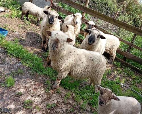 Lote de 6 Ovejas y 1 Carnero Hampshire Down