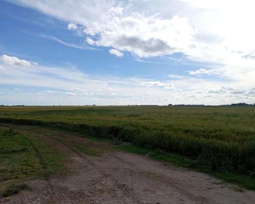 Campo de 475 Hectareas Agricola, Ubicado en San Cayetano