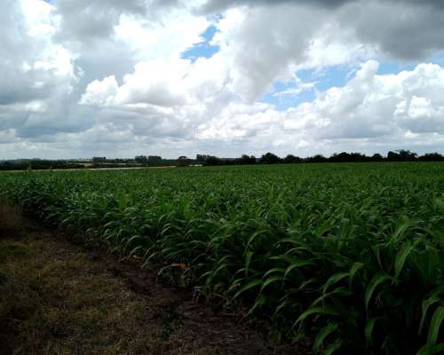 200 Ha Agricolas en Concepcion del Uruguay