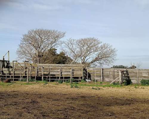 1000 HA, Ganadero, Dolores