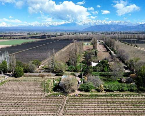 Venta de Finca en Agrelo, Lujan de Cuyo - Mendoza