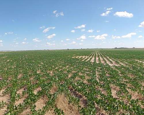 Campo 85 Ha en Basavilbaso 100 % Agrícola