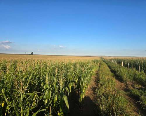En Alquiler 1000 Ha Agrícolas Punilla