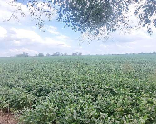 Se Venden 83 Has en Moisés Ville