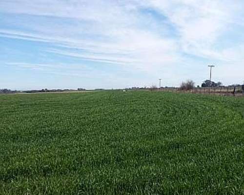 Campo de 210 Has en Venta Riego y Mejoras