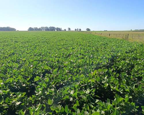 Gral. Alvear 74 Has. Agrícolas