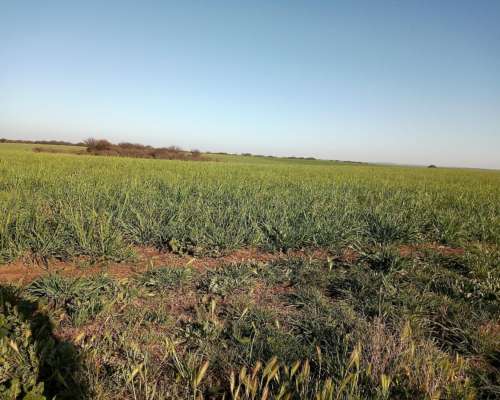 1600ha en Doblas la Pampa