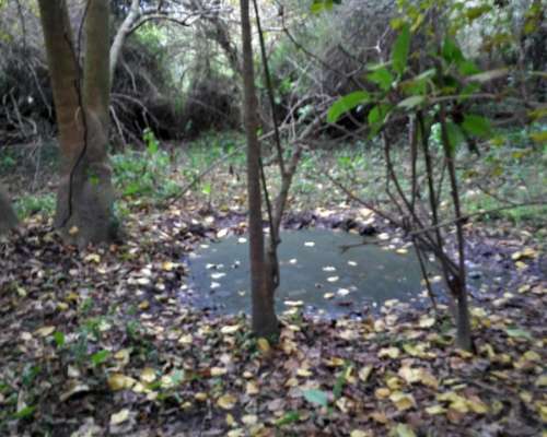 Particular Ofrece en Alquiler Campo Ganadero