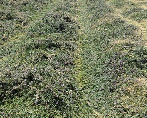 Vendo Campo Bajo Riego PTO X Hacienda