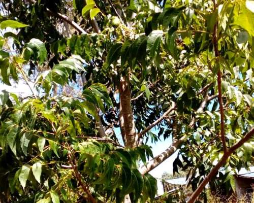 4 Ha de Plantación de Nuez Pecán