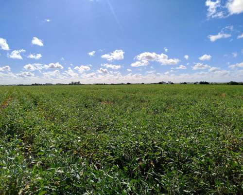 Vendo 82 Has en Zona Pueblo Cazes Villa Elisa ER