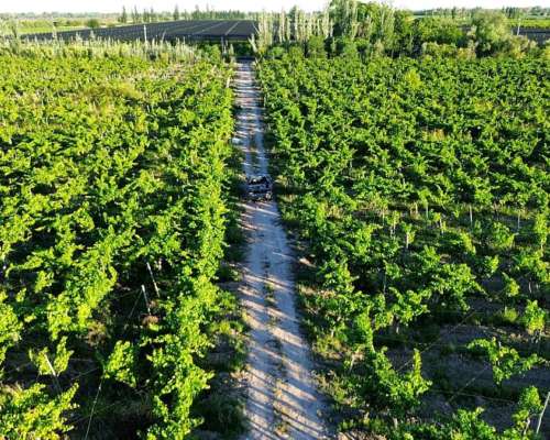 Finca 5.5 Ha con D° de Riego, Junin, Mendoza