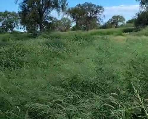 Vdo 1500 Has Norte CBA PA 450 Cabezas 650 DOL X Ha REC Prop