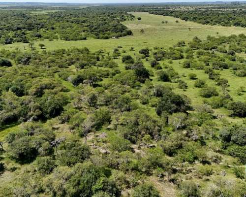 Vendo Campo Ganadero 430 H.A Zona Chajari E.R
