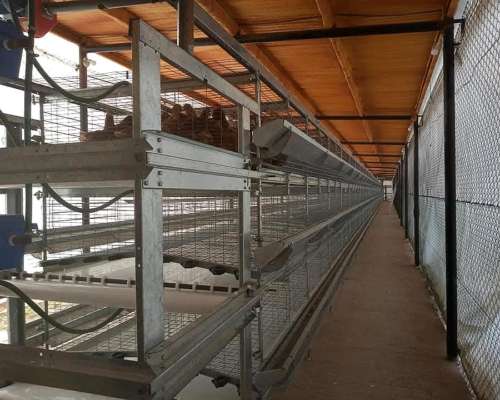 Galpones para Granja de Ponedoras
