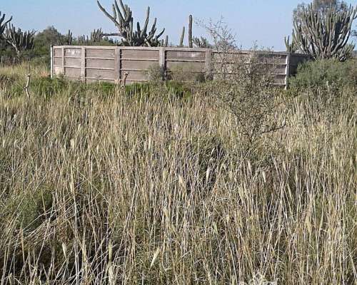Campo Ganadero 5900 Has. Chañar. la Rioja