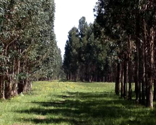 110 Ha Forestales Necochea