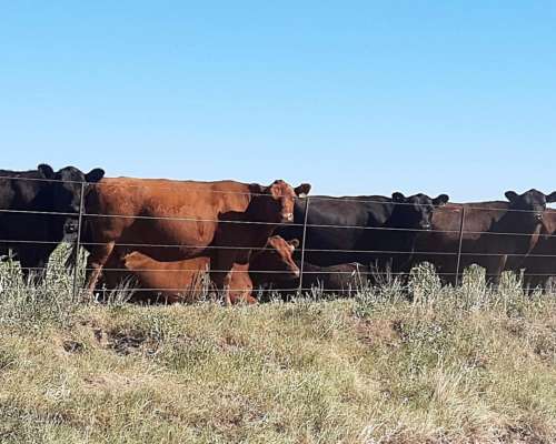 1300 Ha en Venta en Carhue BS AS Mixtas con Mejoras