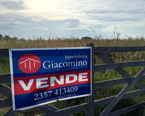 Campo Mixto 67 Ha Inmobiliaria Giacomino Carlos Tejedor