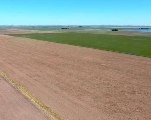 540 Has en Tornquist - BS. AS. - Agrícola - Venta