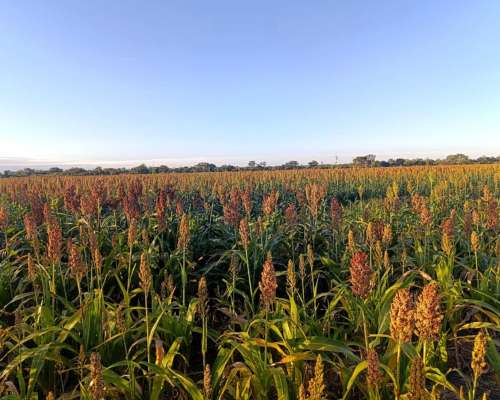 Campo Mixto 122 Ha - Agrícola Ganadero - Vera, Santa FE