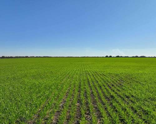 Pcia. de Entre Rios - San Jose de Feliciano 1960 Ha