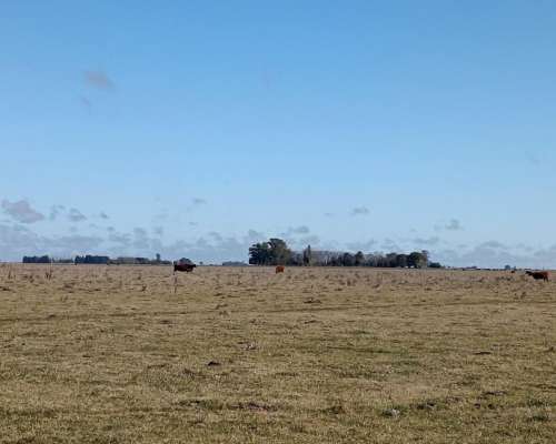 470 Ha Ganadero Chascomus