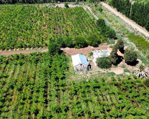 Finca en Venta 47.5 Ha Jocolí, Mendoza