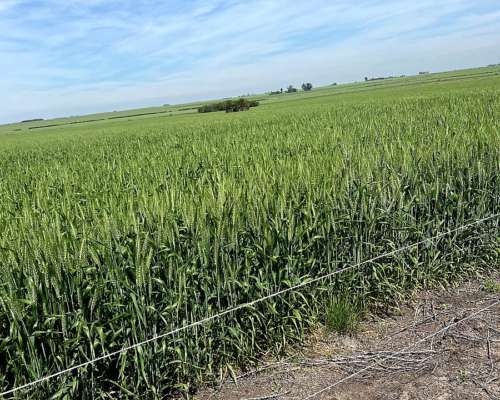 350 Has Agricolas en Gualeguay