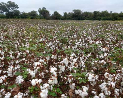 Campo en Santiago del Estero